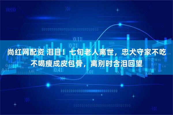 尚红网配资 泪目！七旬老人离世，忠犬守家不吃不喝瘦成皮包骨，离别时含泪回望